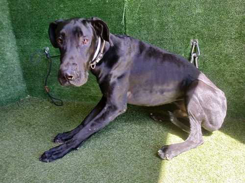 DANTE, an adoptable Great Dane in Lancaster, CA