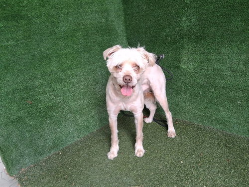 TIMMY, an adoptable Terrier in Lancaster, CA