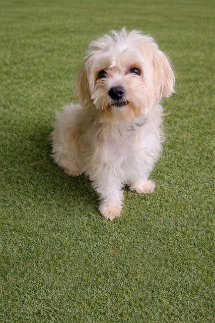 MELLY, an adoptable Yorkshire Terrier Yorkie in Lancaster, CA