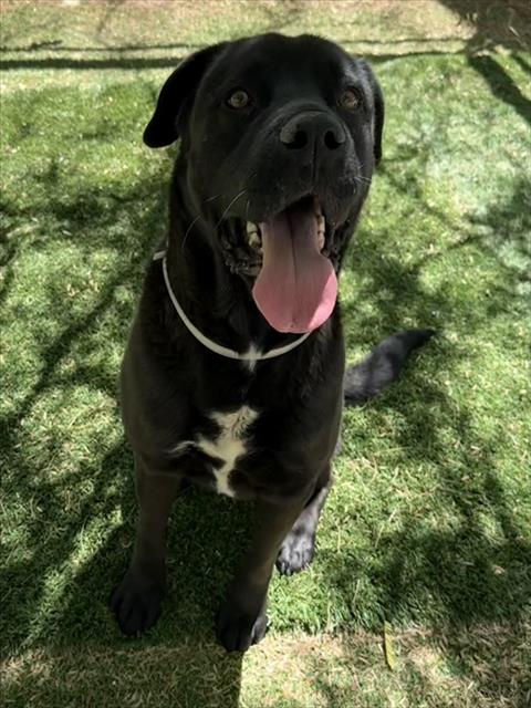 BUDDY, an adoptable Labrador Retriever in Lancaster, CA