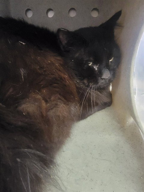 BINX, Adult Domestic Long Hair (medium coat), cat for adoption in Culver City, California