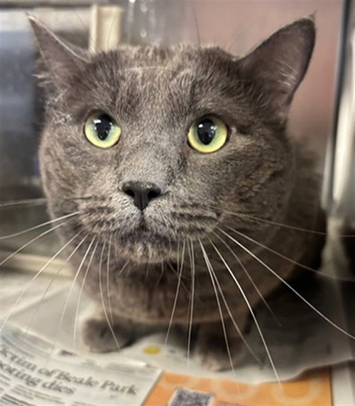 ROCCO, Adult Domestic Short Hair (medium coat), cat for adoption in Culver City, California