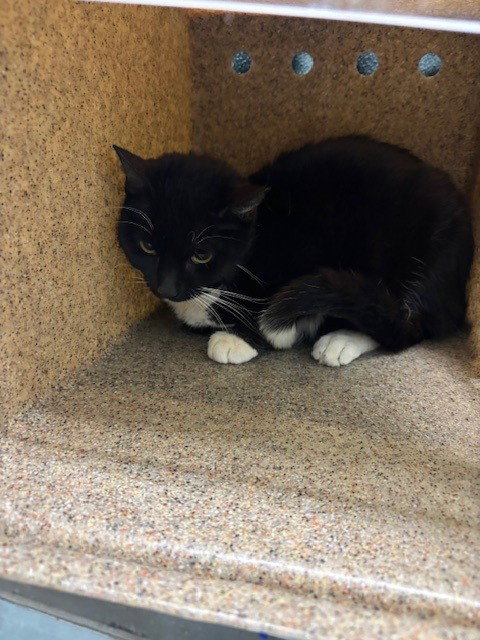 MEOWGARET, Adult Domestic Short Hair (medium coat), cat for adoption in Culver City, California