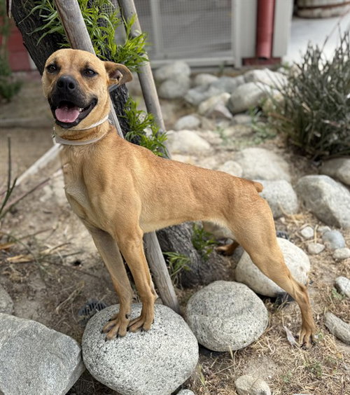 PUMPKIN SPICE, an adoptable Boxer in Lancaster, CA
