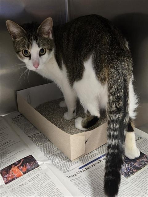 LADY, Adult Domestic Short Hair (medium coat), cat for adoption in Culver City, California