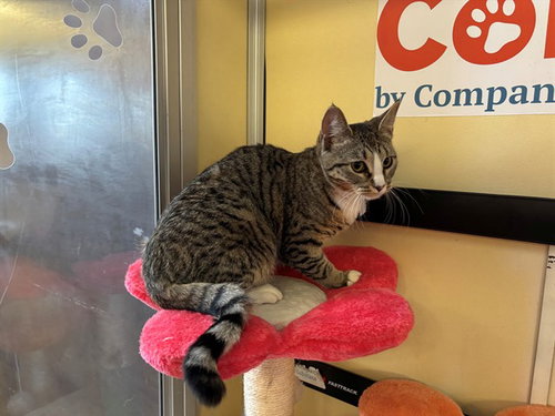 LIZZY, Young Domestic Short Hair (medium coat), cat for adoption in Culver City, California
