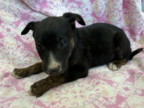 POMONA, an adoptable Australian Shepherd in Lancaster, CA