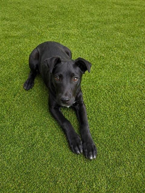 OREO, an adoptable Australian Cattle Dog in Lancaster, CA