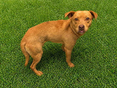 DOVER, an adoptable Staffordshire Bull Terrier in Lancaster, CA