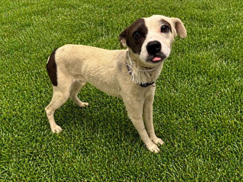 DEVON, an adoptable Staffordshire Bull Terrier in Lancaster, CA