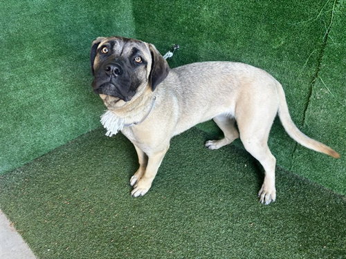 YENNI, an adoptable Mastiff in Lancaster, CA