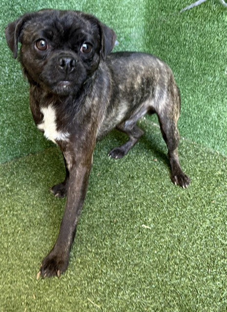 POA, an adoptable Pug in Lancaster, CA