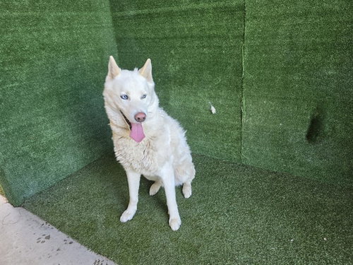 DODGER, an adoptable Husky in Lancaster, CA