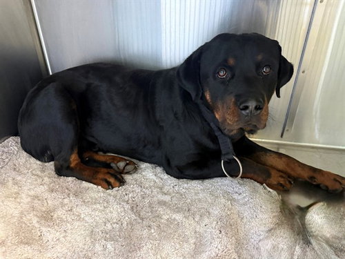 BEAST, an adoptable Rottweiler in Lancaster, CA