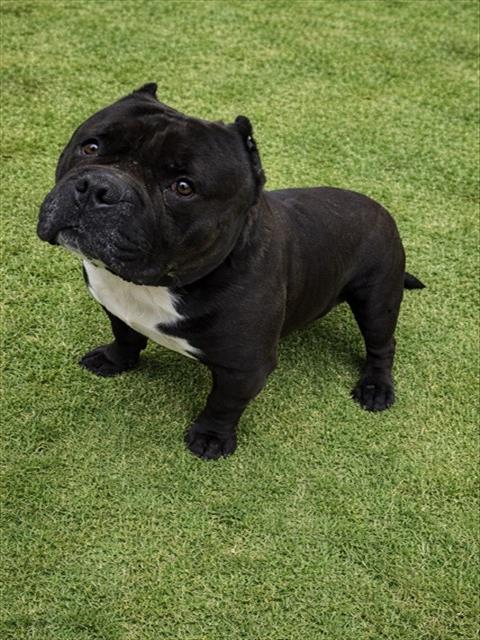 T'CHALLA, an adoptable American Bulldog in Lancaster, CA