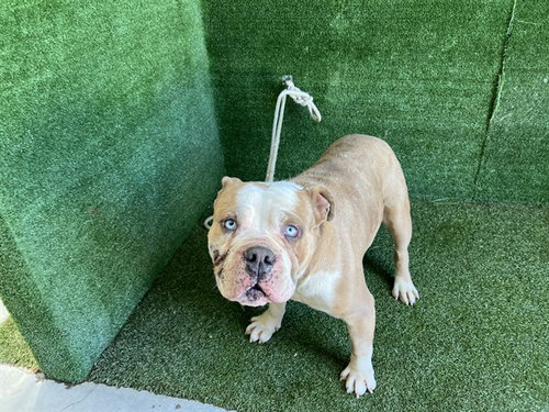MYSTIC, an adoptable English Bulldog in Lancaster, CA