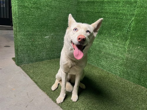 AKIRA, an adoptable Husky in Lancaster, CA