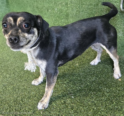 LOTTIE, an adoptable Pug in Lancaster, CA