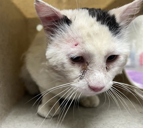 FELIX, an adoptable Domestic Short Hair in Lancaster, CA