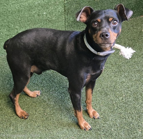 RIDDICK, an adoptable Miniature Pinscher in Lancaster, CA