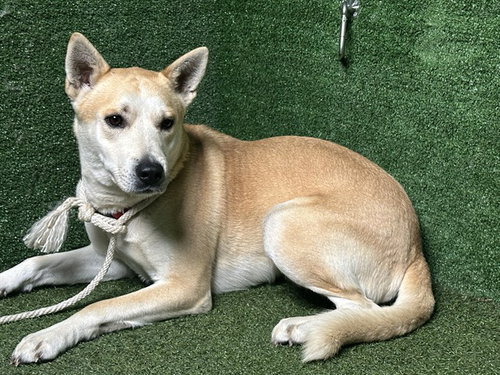 BOY BOY, an adoptable Carolina Dog in Lancaster, CA