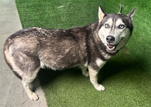 ZARA, an adoptable Siberian Husky in Lancaster, CA