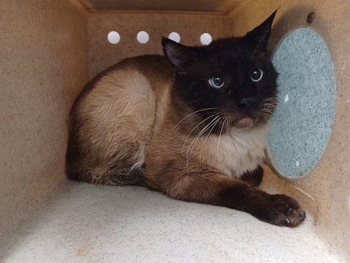 MITCH, an adoptable Domestic Long Hair in Lancaster, CA