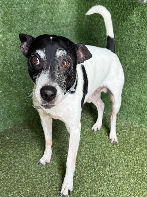 BANDIT, an adoptable Miniature Pinscher in Lancaster, CA