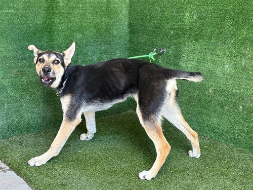 STAR, an adoptable German Shepherd Dog in Lancaster, CA