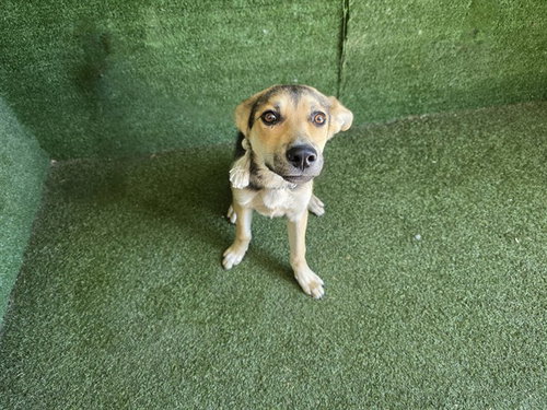 CHARLIE, an adoptable German Shepherd Dog in Lancaster, CA