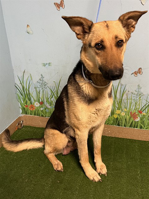 SAM, an adoptable German Shepherd Dog in Lancaster, CA