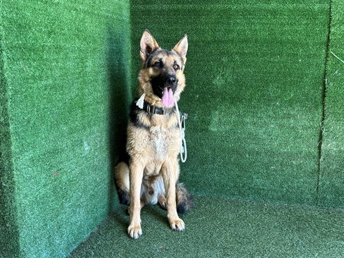 ASPEN, an adoptable German Shepherd Dog in Lancaster, CA