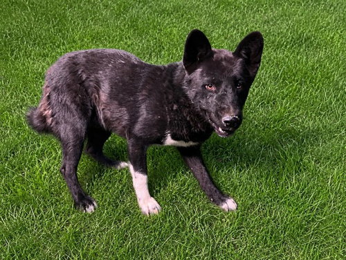 KIRO, an adoptable Akita in Lancaster, CA