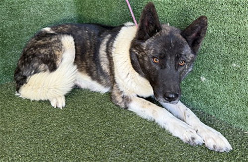 YUKI, an adoptable Akita in Lancaster, CA