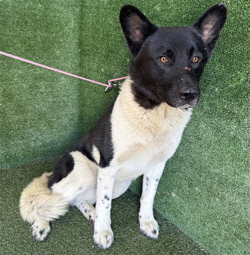 HIRO, an adoptable Akita in Lancaster, CA
