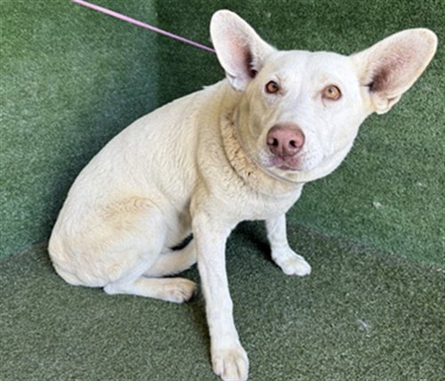KIRA, an adoptable Akita in Lancaster, CA
