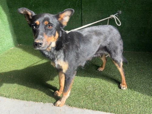 POPPY, an adoptable Queensland Heeler in Lancaster, CA