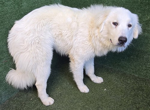 KIARA, an adoptable Great Pyrenees in Lancaster, CA