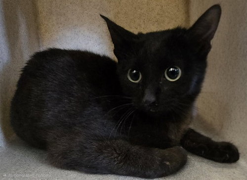 JESSICAT, an adoptable Domestic Short Hair in Lancaster, CA