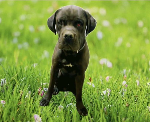 JAXXON, an adoptable Cane Corso Mastiff in Lancaster, CA