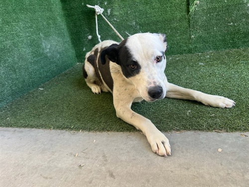 FRANNIE, an adoptable Border Collie in Lancaster, CA