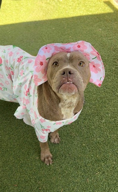 SASHA, an adoptable Pit Bull Terrier in Lancaster, CA