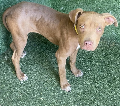ROXY, an adoptable Pit Bull Terrier in Lancaster, CA