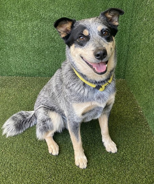 AURORA, an adoptable Queensland Heeler in Lancaster, CA