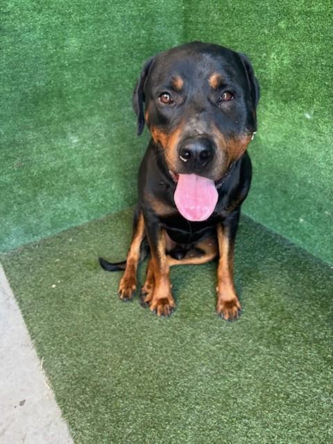 GERALD, an adoptable Rottweiler in Lancaster, CA