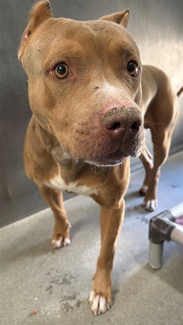 MARK, an adoptable American Pit Bull Terrier in Lancaster, CA