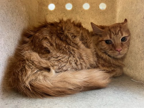 ARIES, an adoptable Domestic Short Hair in Lancaster, CA