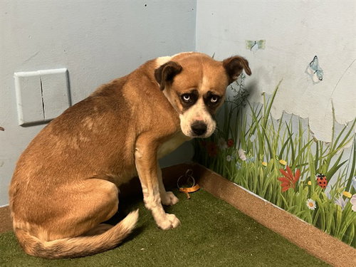 ANGELINA, an adoptable Boxer in Lancaster, CA