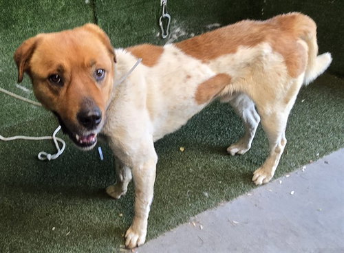 MARC, an adoptable Australian Cattle Dog in Lancaster, CA