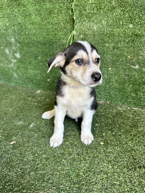 CHRIS, an adoptable Queensland Heeler in Lancaster, CA